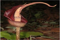 Amorphophallus commutatus